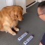 Σκύλος: Η παρατηρητικότητά του θα σας εντυπωσιάσει – Το βίντεο που έγινε viral
