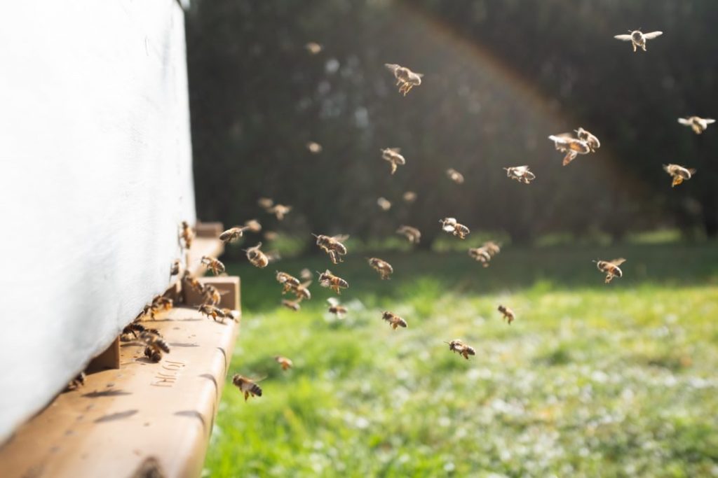 ΗΠΑ: Σε κώμα νοσηλεύεται 20χρονος που τσιμπήθηκε 20.000 φορές από μέλισσες-δολοφόνους
