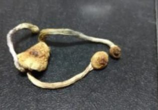 Αρτα: Αστυνομικός σκύλος βρήκε παραισθησιογόνο μανιτάρι που καλλιεργούσε φοιτητής