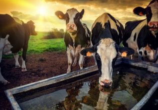 Eurostat: Μείωση των πληθυσμών χοίρων και βοοειδών στην ΕΕ