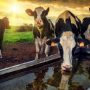 Eurostat: Μείωση των πληθυσμών χοίρων και βοοειδών στην ΕΕ