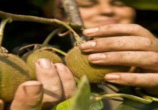 Ακτινίδια: Πρόωρη συγκομιδή και διακίνηση χωρίς τις κατάλληλες προδιαγραφές