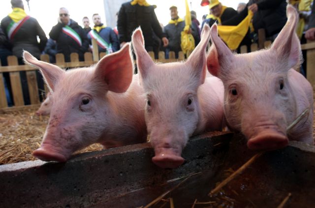 Αλεξανδρούπολη: Εμφανίστηκαν και αδέσποτα… γουρούνια σε πυλωτή πολυκατοικίας (Δείτε εικόνες)