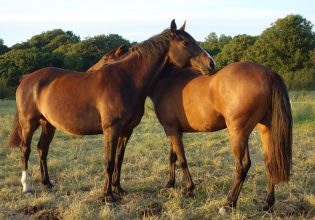 ΥπΑΑΤ: Ενέργειες για την καταπολέμηση των φαινομένων κακομεταχείρισης ζώων