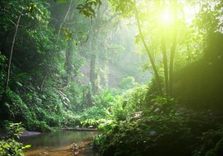 Δάση: Η εξαφάνιση ενός και μόνο είδους δέντρου μπορεί να αλλάξει για πάντα το οικοσύστημα