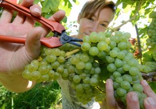 Αττικός Αμπελώνας: Τον κώδωνα του κινδύνου κρούουν οι παραγωγοί
