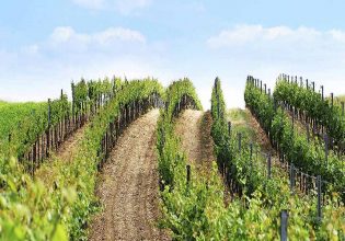 Γαλλία: Εγκαταλείπεται ο αμπελώνας του Μπορντό