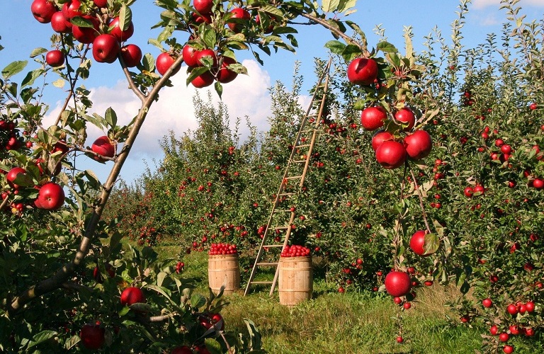Εξαγωγές: Κίνδυνος να μείνουν αδιάθετα και ασυγκόμιστα τα μήλα