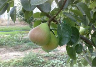 Μηλοειδή: Καλλιεργητικά μέτρα για φουζικλάδια, βακτηριακό έλκος, κοκκοειδή