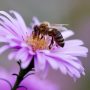 ΕΕ: Προστασία των μελισσών με μείωση των καταλοίπων φυτοφαρμάκων