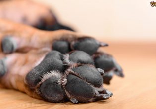 Κρήτη: Απαγχονισμένος βρέθηκε σκύλος – Έρευνα για τον εντοπισμό του δράστη