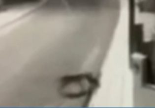 Νέα Χαλκηδόνα: Λύκος κατασπάραξε μικρό αδέσποτο σκυλάκι