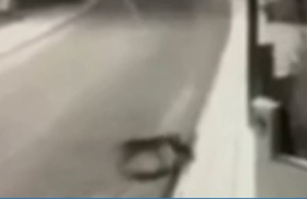 Νέα Χαλκηδόνα: Λύκος κατασπάραξε μικρό αδέσποτο σκυλάκι