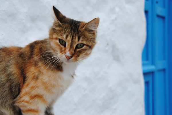 «Τα παιδιά λένε τη δική τους ιστορία» δημιουργώντας ταινίες στο 13ο Διεθνές Κινηματογραφικό Φεστιβάλ Αμοργού