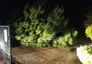 Σέρρες: Συγκλονίζει ο αδερφός του 69χρονου που καταπλακώθηκε από το πεύκο – «Ούρλιαζα για βοήθεια»