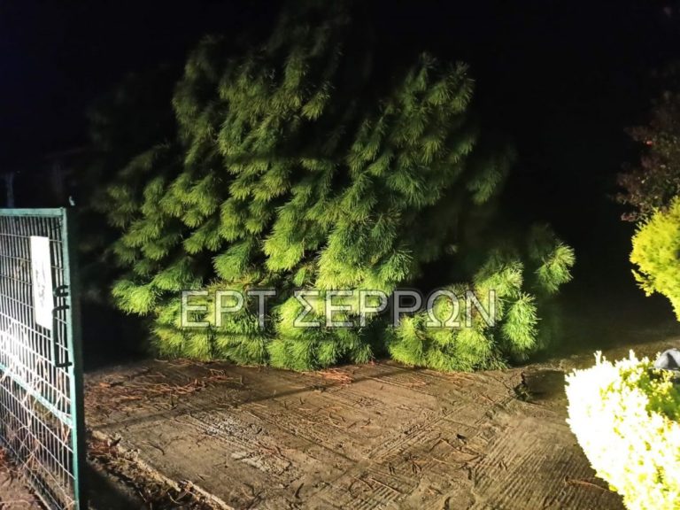 Σέρρες: Συγκλονίζει ο αδερφός του 69χρονου που καταπλακώθηκε από το πεύκο – «Ούρλιαζα για βοήθεια»