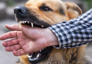 Λαμία: Σκύλος επιτέθηκε και δάγκωσε 5χρονο αγοράκι – Είχε κινδυνεύσει ξανά παιδάκι