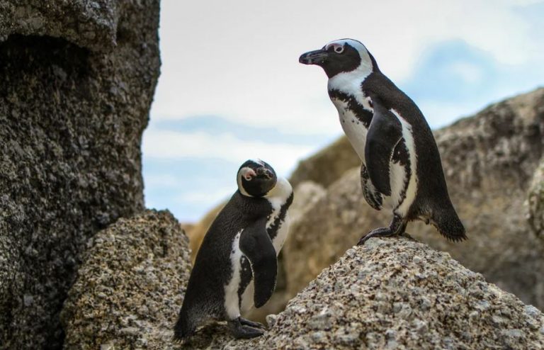 Ο πιγκουίνος Λούκας επιδεικνύει τα νέα του προσθετικά «παπούτσια»