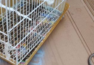 Χανιά: Φίδι μπήκε στο κλουβί και έφαγε καναρίνια