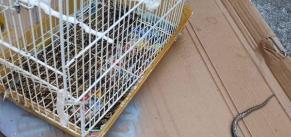 Χανιά: Φίδι μπήκε στο κλουβί και έφαγε καναρίνια