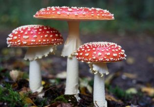 Τα μανιτάρια επικοινωνούν μεταξύ τους χρησιμοποιώντας έως και 50 «λέξεις», υποστηρίζει  επιστήμονας