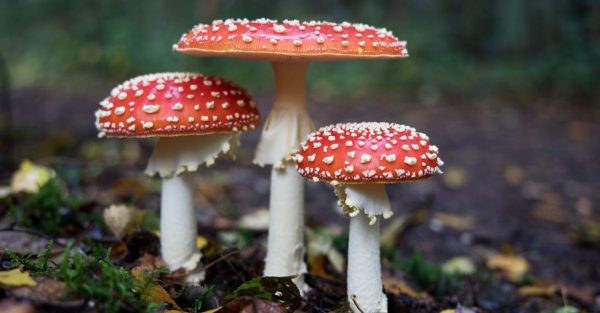 Τα μανιτάρια επικοινωνούν μεταξύ τους χρησιμοποιώντας έως και 50 «λέξεις», υποστηρίζει  επιστήμονας