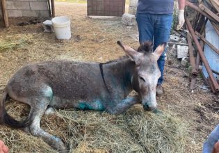 Η αγάπη για τα ζώα είναι ζήτημα ανθρωπιάς και πολιτισμού