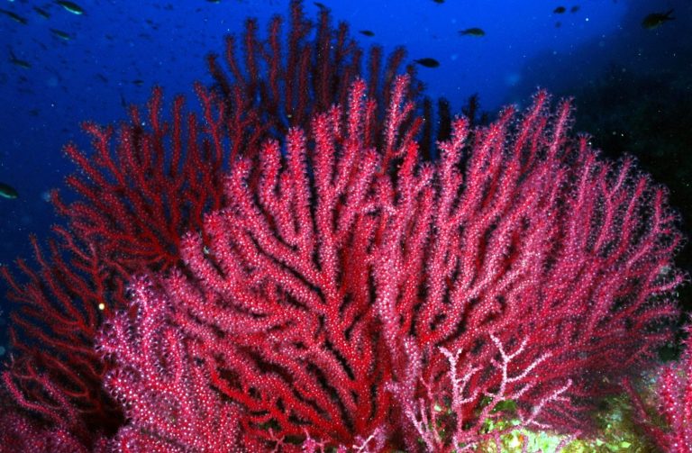 Μεσόγειος: Ο φετινός «θαλάσσιος καύσωνας» αποδεκάτισε τα δάση κοραλλιών