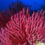 Μεσόγειος: Ο φετινός «θαλάσσιος καύσωνας» αποδεκάτισε τα δάση κοραλλιών