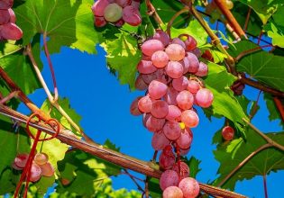 Σταφύλι: Κάτω του κόστους παραγωγής ο «ροδίτης» – Καταρρέει η καλλιέργεια