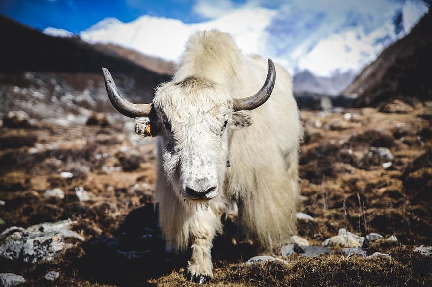 Ειδική μετάλλαξη βοηθά τα γιάκ στο Θιβέτ να αντιμετωπίζουν την έλλειψη οξυγόνου