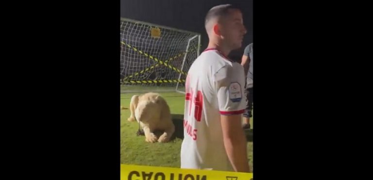 Ο Μανωλάς φωτογραφήθηκε με λιοντάρι και… τα είδε όλα (Vid)