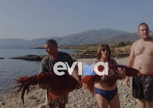 Εύβοια: Η απίστευτη ψαριά – Έπιασαν καλαμάρια 15 κιλών στην Κάρυστο