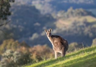Αυστραλία: Νεκρός άντρας από επίθεση καγκουρό – Το κρατούσε ως κατοικίδιο