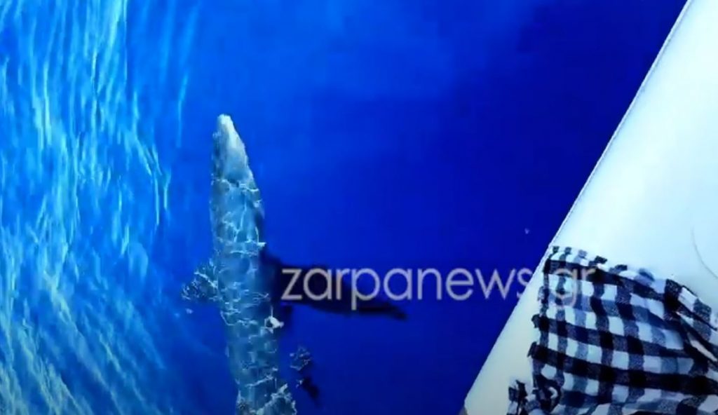 Κύθηρα: Ψαράδες τάισαν καρχαρία 3 μέτρων στα Κύθηρα
