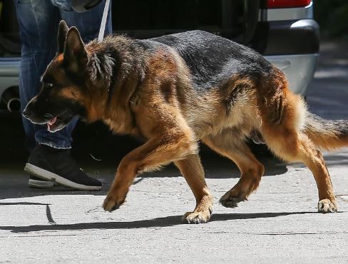 Ηράκλειο: Σκύλος επιτέθηκε σε γιαγιά που κρατούσε αγκαλιά το εγγονάκι της