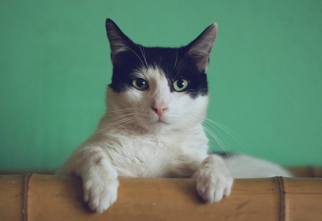 Τριήμερο δωρεάν μαζικών στειρώσεων σε αδέσποτες γάτες από το Δήμο Μαραθώνος