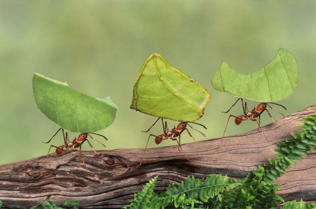 Τελικά πόσα μυρμήγκια υπάρχουν στη Γη;