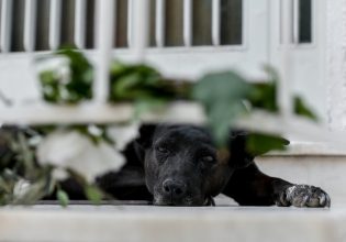 Συναυλία για τα περιπλανώμενα – αδέσποτα ζωάκια από τη Λαϊκή Ορχήστρα «Μίκης Θεοδωράκης»