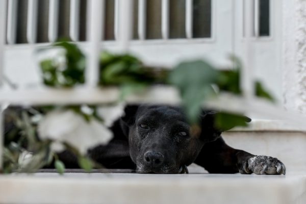 Συναυλία για τα περιπλανώμενα – αδέσποτα ζωάκια από τη Λαϊκή Ορχήστρα «Μίκης Θεοδωράκης»