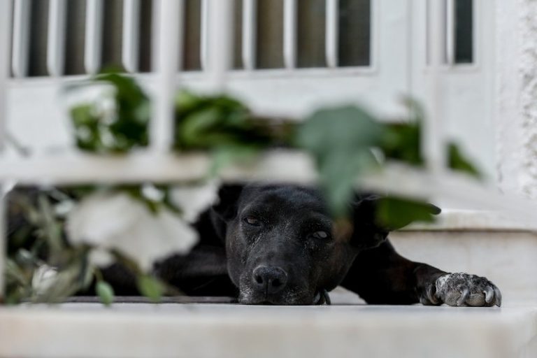 Συναυλία για τα περιπλανώμενα – αδέσποτα ζωάκια από τη Λαϊκή Ορχήστρα «Μίκης Θεοδωράκης»