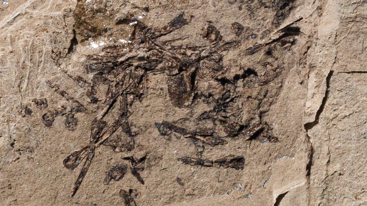 Απολιθωμένος εμετός 150 εκατ. ετών ενθουσιάζει τους παλαιοντολόγους