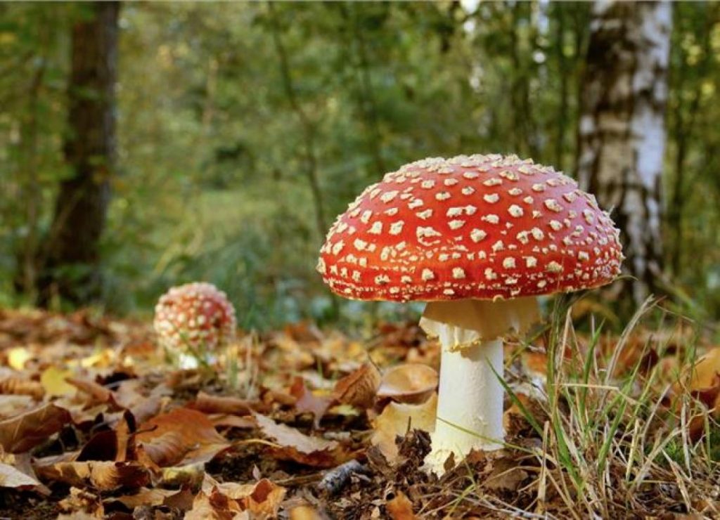 Τι είναι τα παραισθησιογόνα μανιτάρια που κατασχέθηκαν στην Άρτα