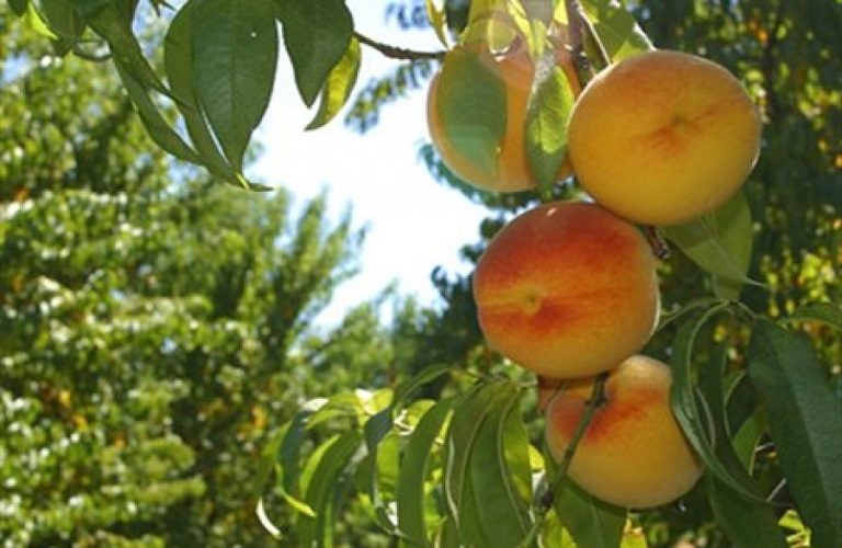 Μύγα Μεσογείου: Πώς προσβάλει τους καρπούς έως και την συγκομιδή -Τρόποι αντιμετώπισης