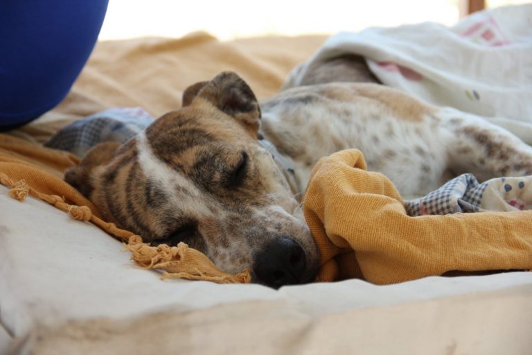 Παγκόσμια Ημέρα Ζώων: Εμείς φροντίζουμε το κατοικίδιό μας – και τα Pet City όλα τα υπόλοιπα