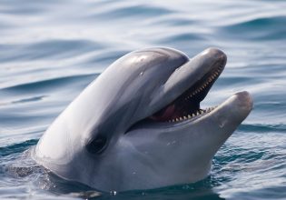 Γρίπη των πτηνών: Κρούσματα καταγράφηκαν για πρώτη φορά σε δελφίνι και φώκαινα