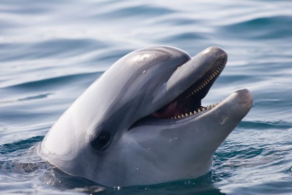 Γρίπη των πτηνών: Κρούσματα καταγράφηκαν για πρώτη φορά σε δελφίνι και φώκαινα
