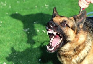 Καλαμάτα: Αγέλη σκύλων κατασπάραξαν 34χρονη – Σώθηκε από συναδέλφους της