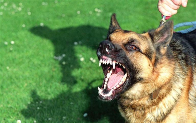 Καλαμάτα: Αγέλη σκύλων κατασπάραξαν 34χρονη – Σώθηκε από συναδέλφους της