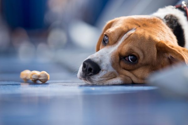 Αλμυρός: Απίστευτη κτηνωδία – Σκότωσε με φόλα αδέσποτο σκύλο – Πρόστιμο 30.000 ευρώ